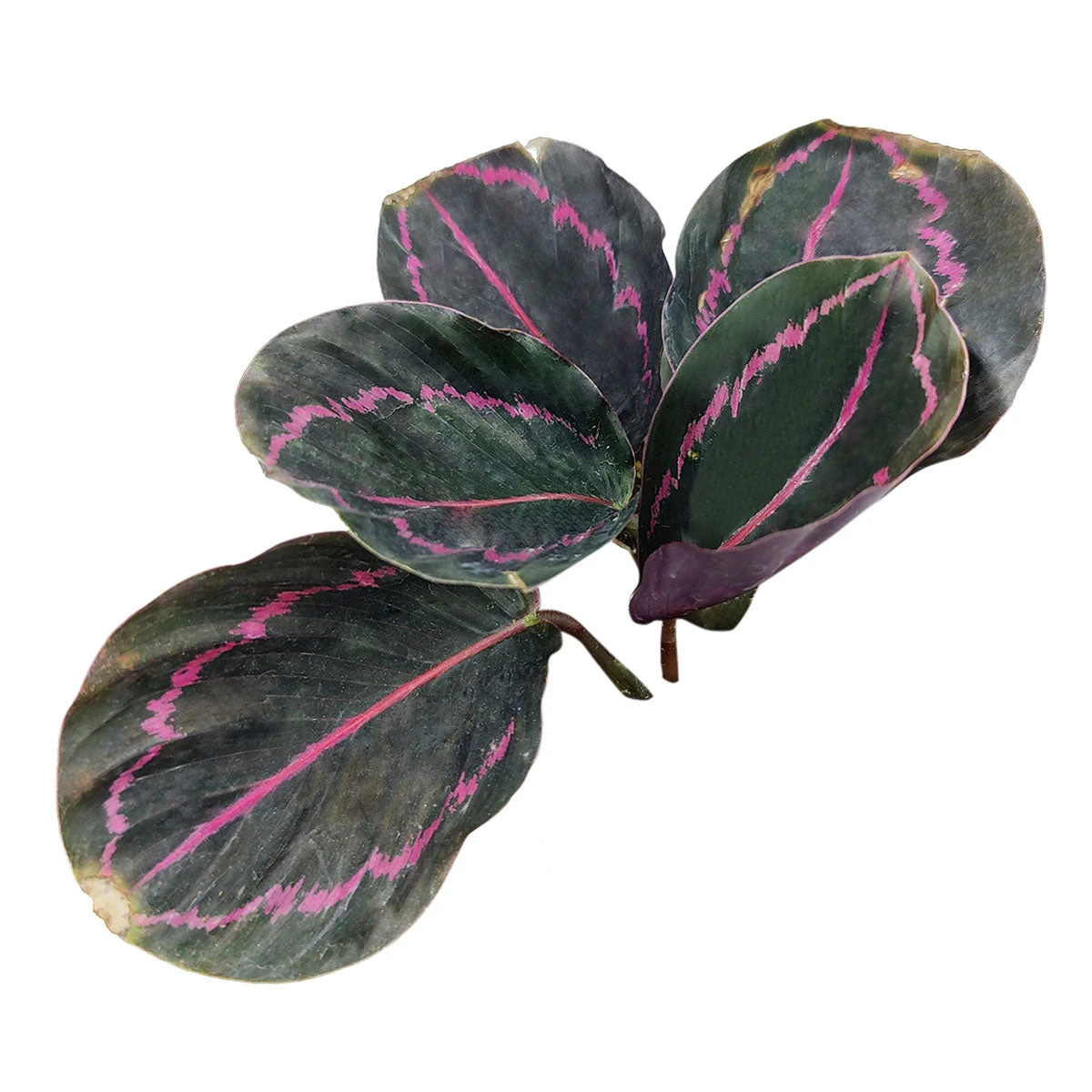 Calathea Dottie - Image 9