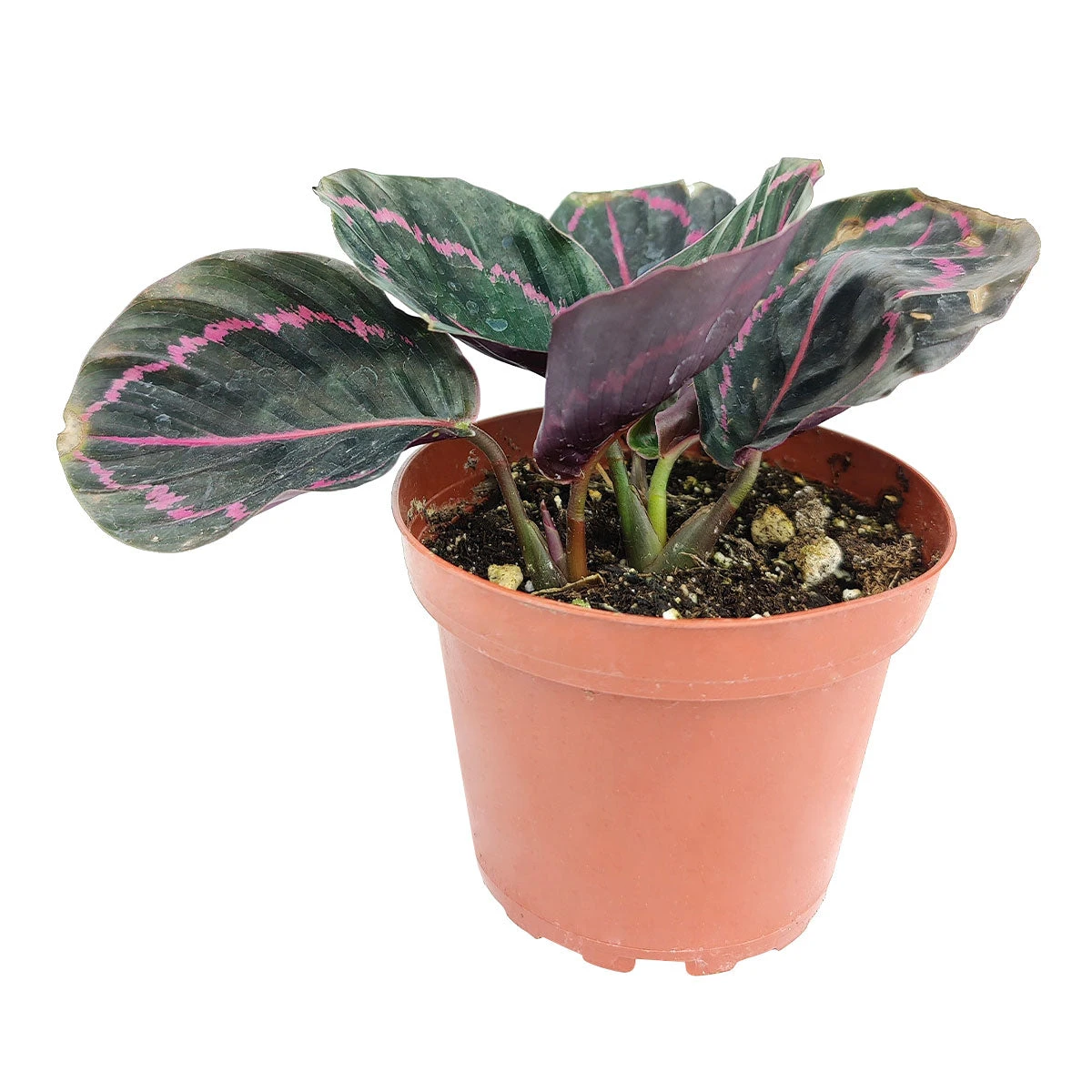 Calathea Dottie - Image 8