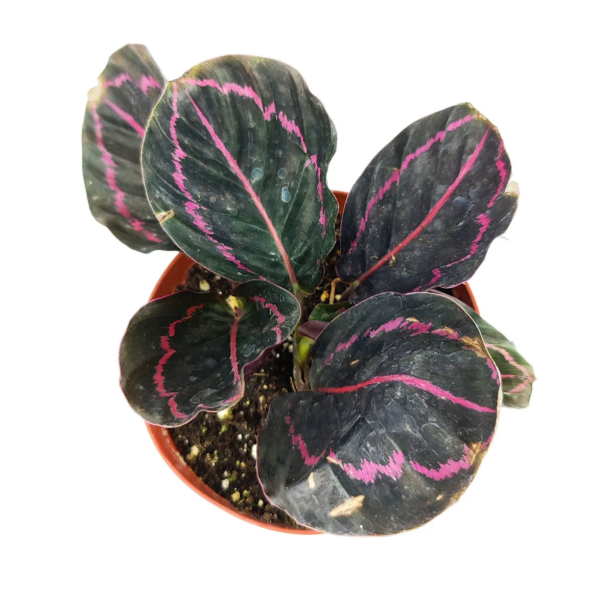 Calathea Dottie - Image 7