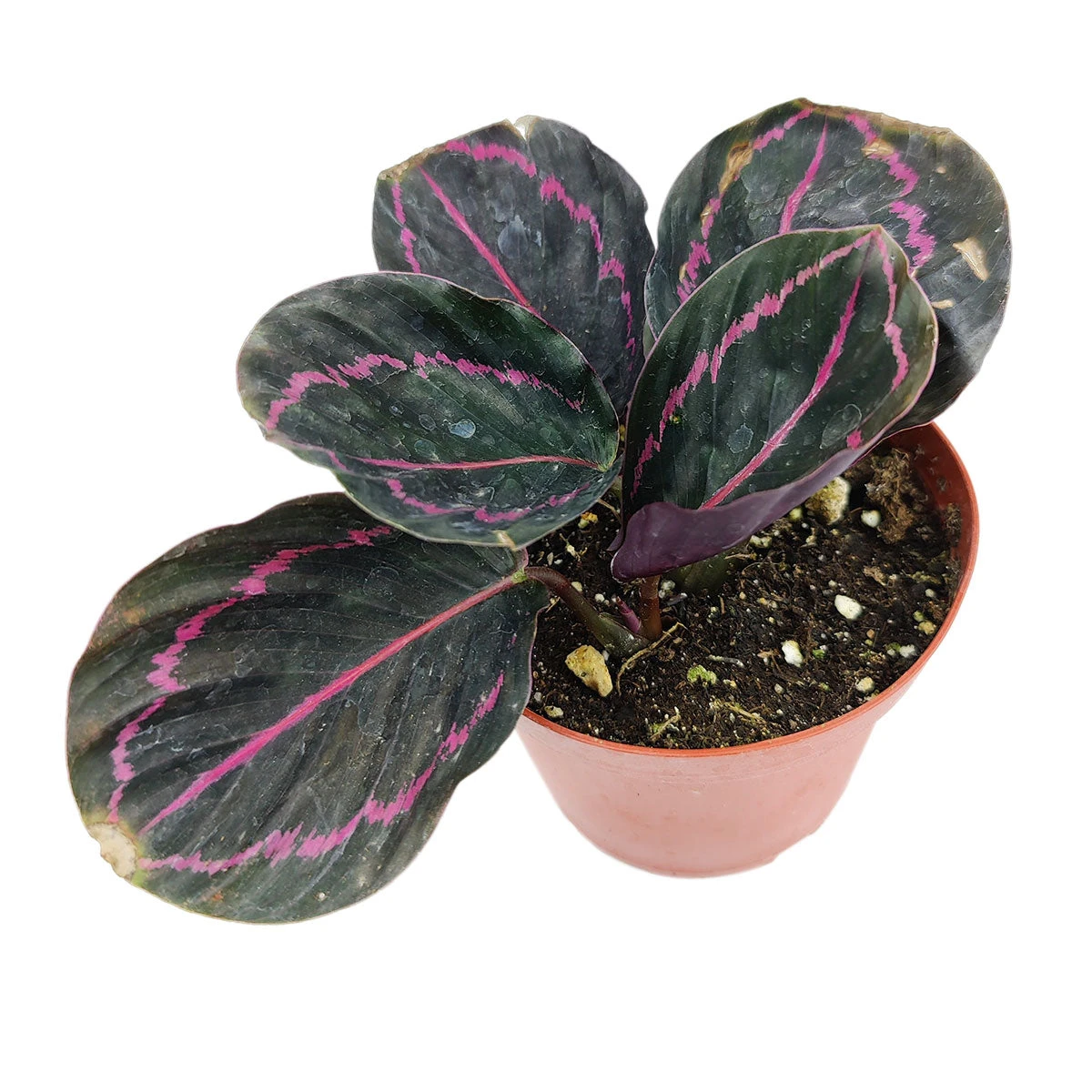 Calathea Dottie - Image 3