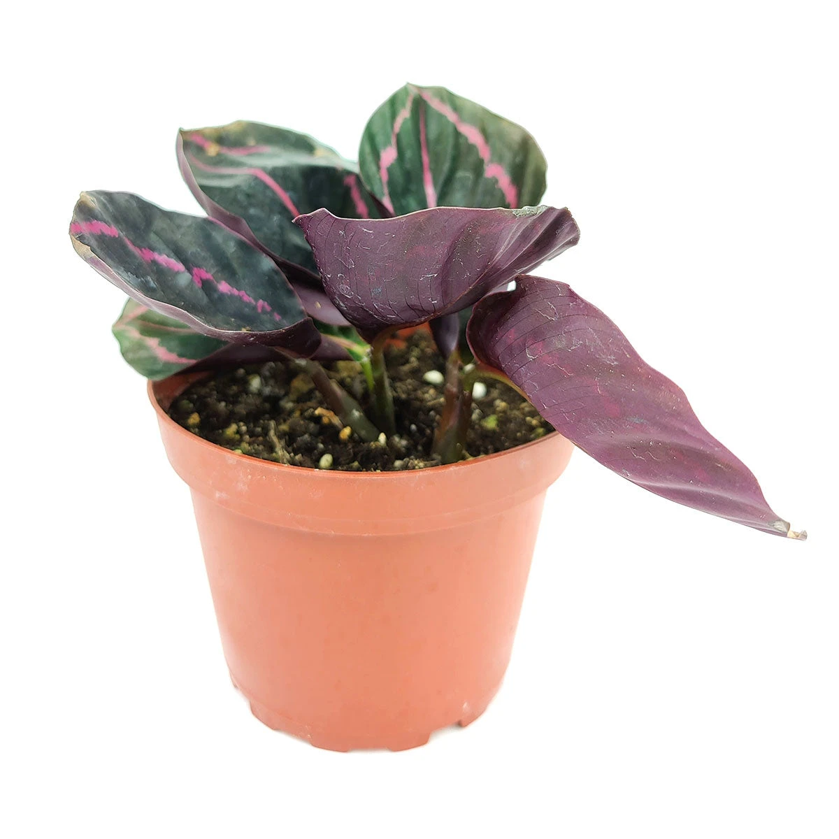 Calathea Dottie - Image 5