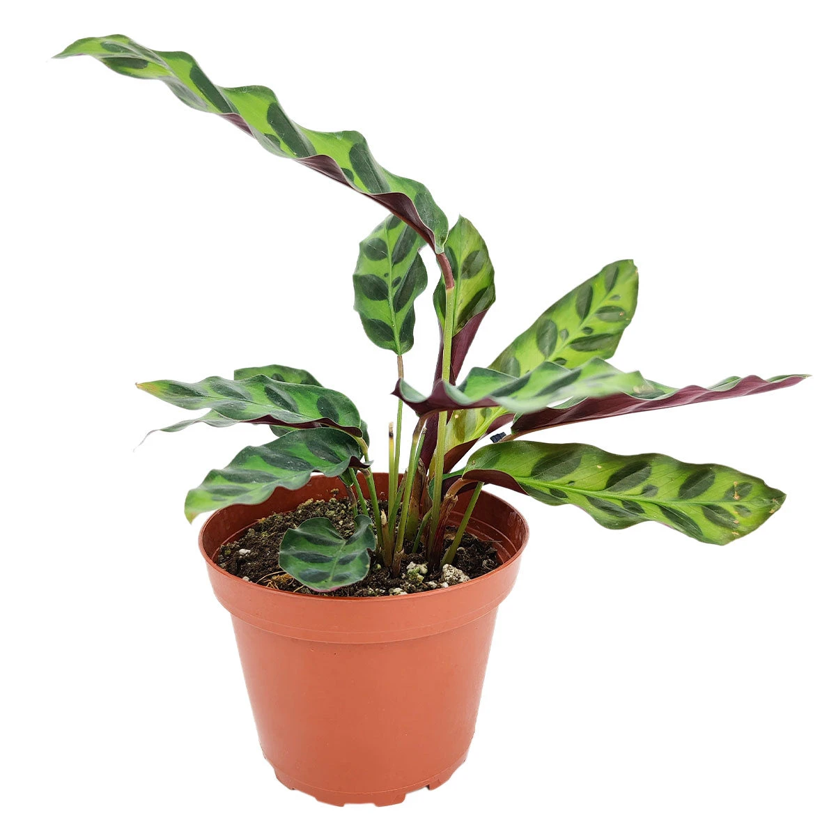 Calathea Lancifolia Rattlesnake Plant - Image 7