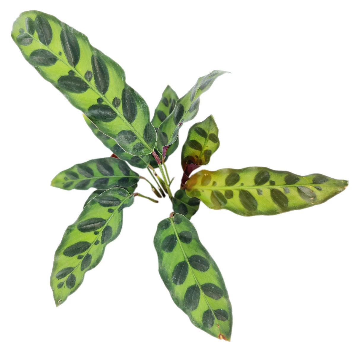 Calathea Lancifolia Rattlesnake Plant - Image 5