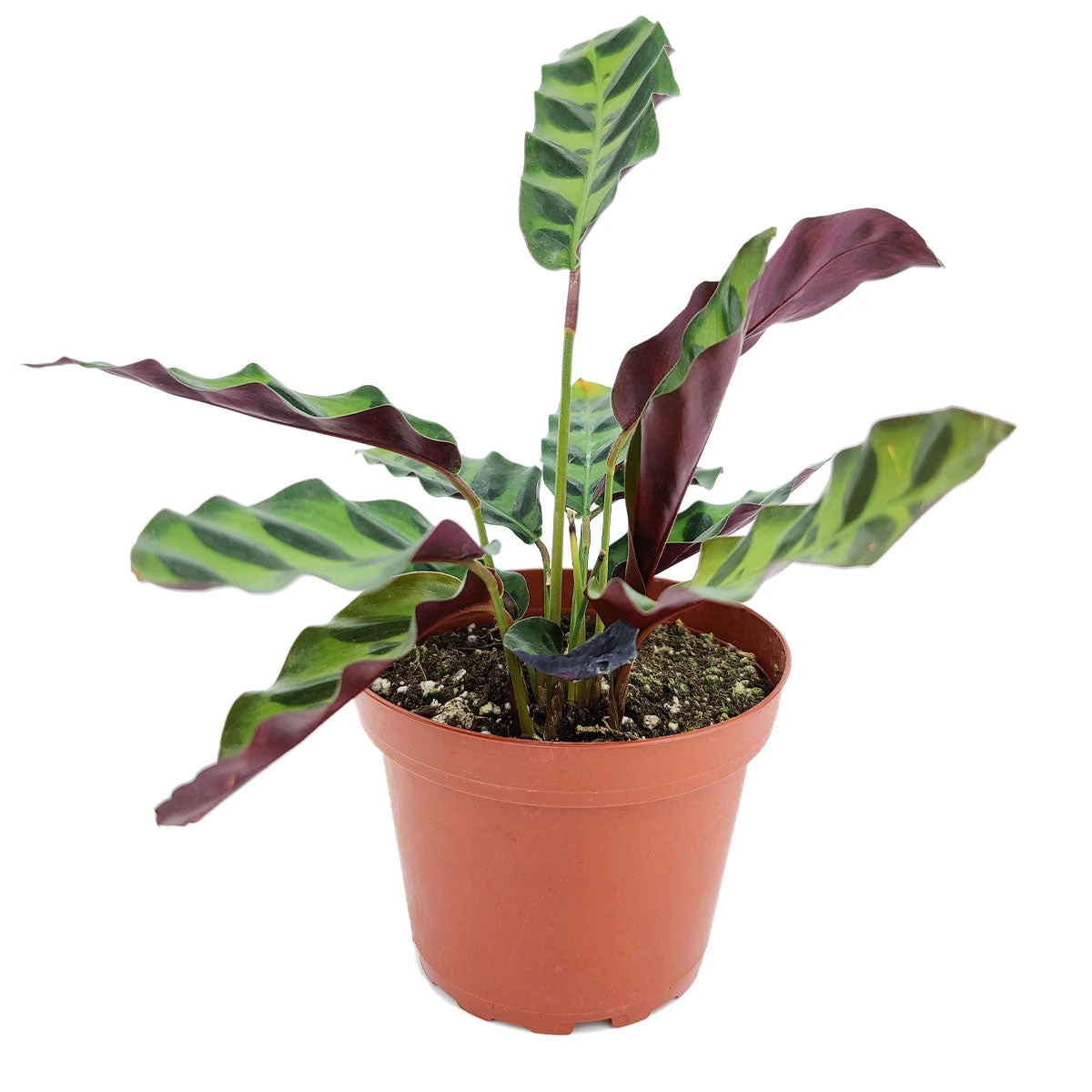 Calathea Lancifolia Rattlesnake Plant - Image 2
