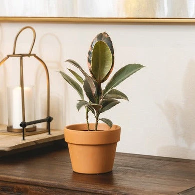 6 Inch Traditional Terracotta Pot - Image 4