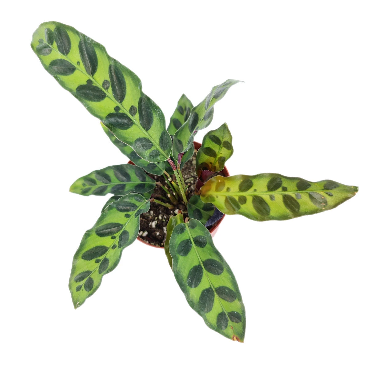 Calathea Lancifolia Rattlesnake Plant - Image 4