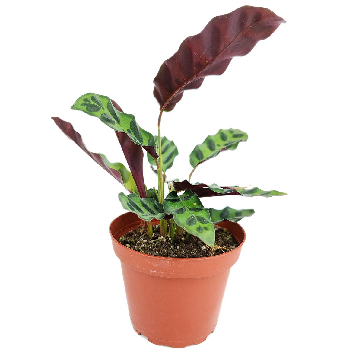 Calathea Lancifolia Rattlesnake Plant - Image 6