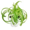Curly Spider Plant 'Bonnie'