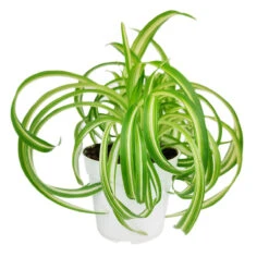 Curly Spider Plant 'Bonnie'