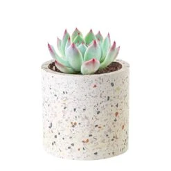 Terrazzo Pot