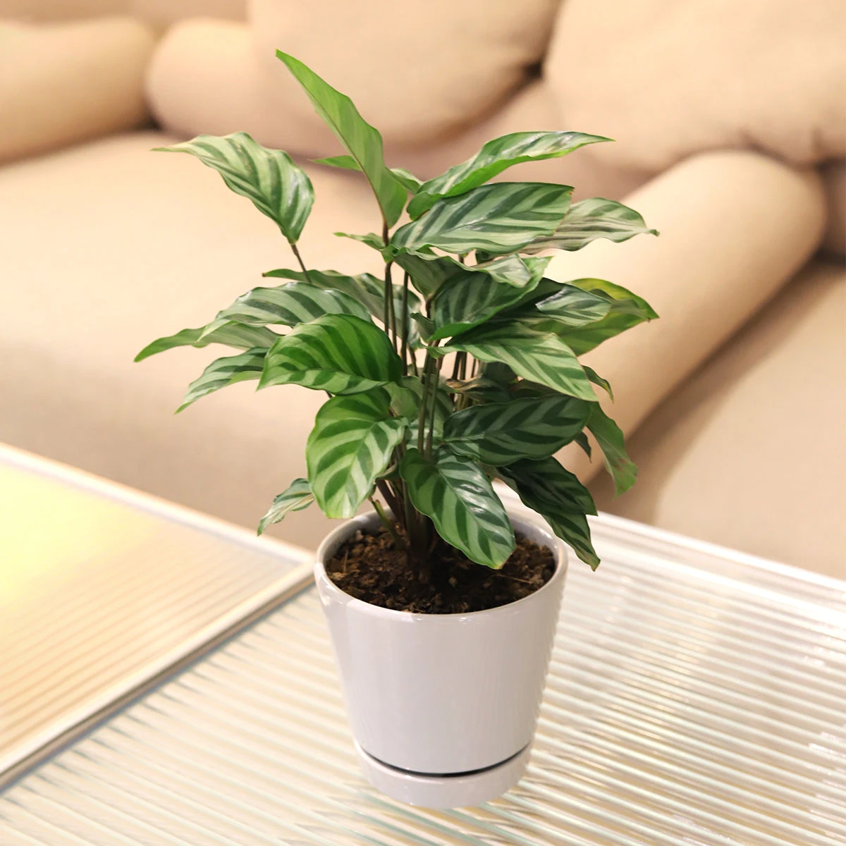 4 Inch Gray Minimalist Pot With Saucer - Image 7