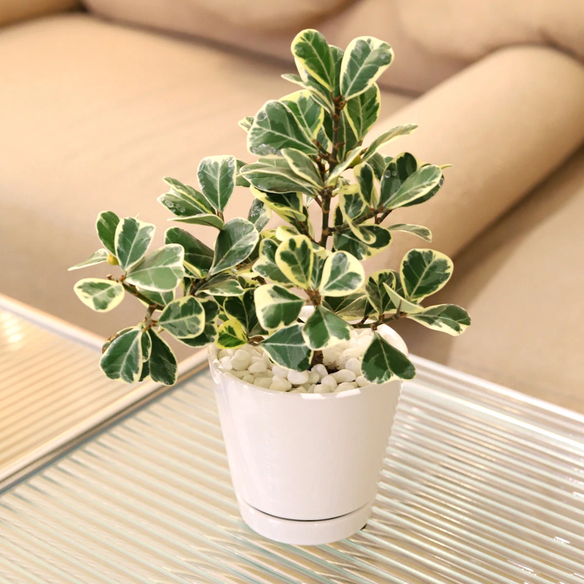 Variegated Ficus Triangularis - Image 10