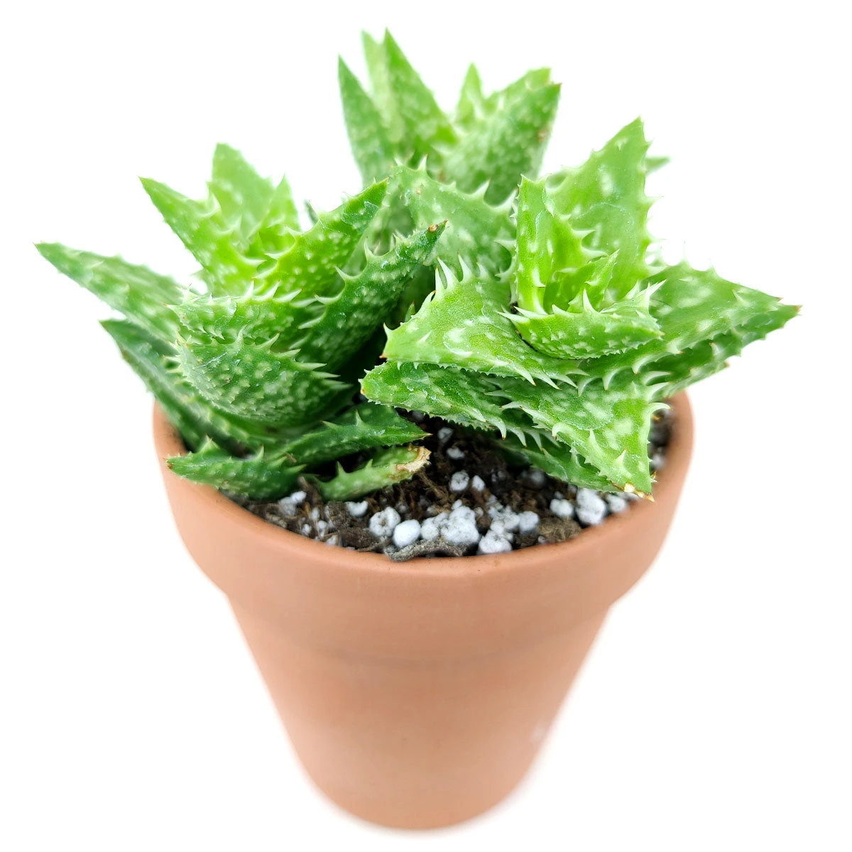 Tiger Tooth Aloe Juvenna - Image 11