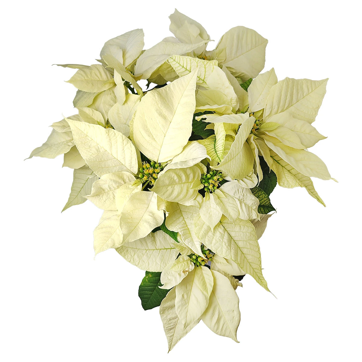 White Poinsettia (Christmas Plant) - Image 5