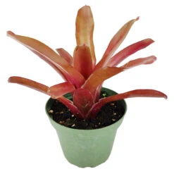Neoregelia Fireball