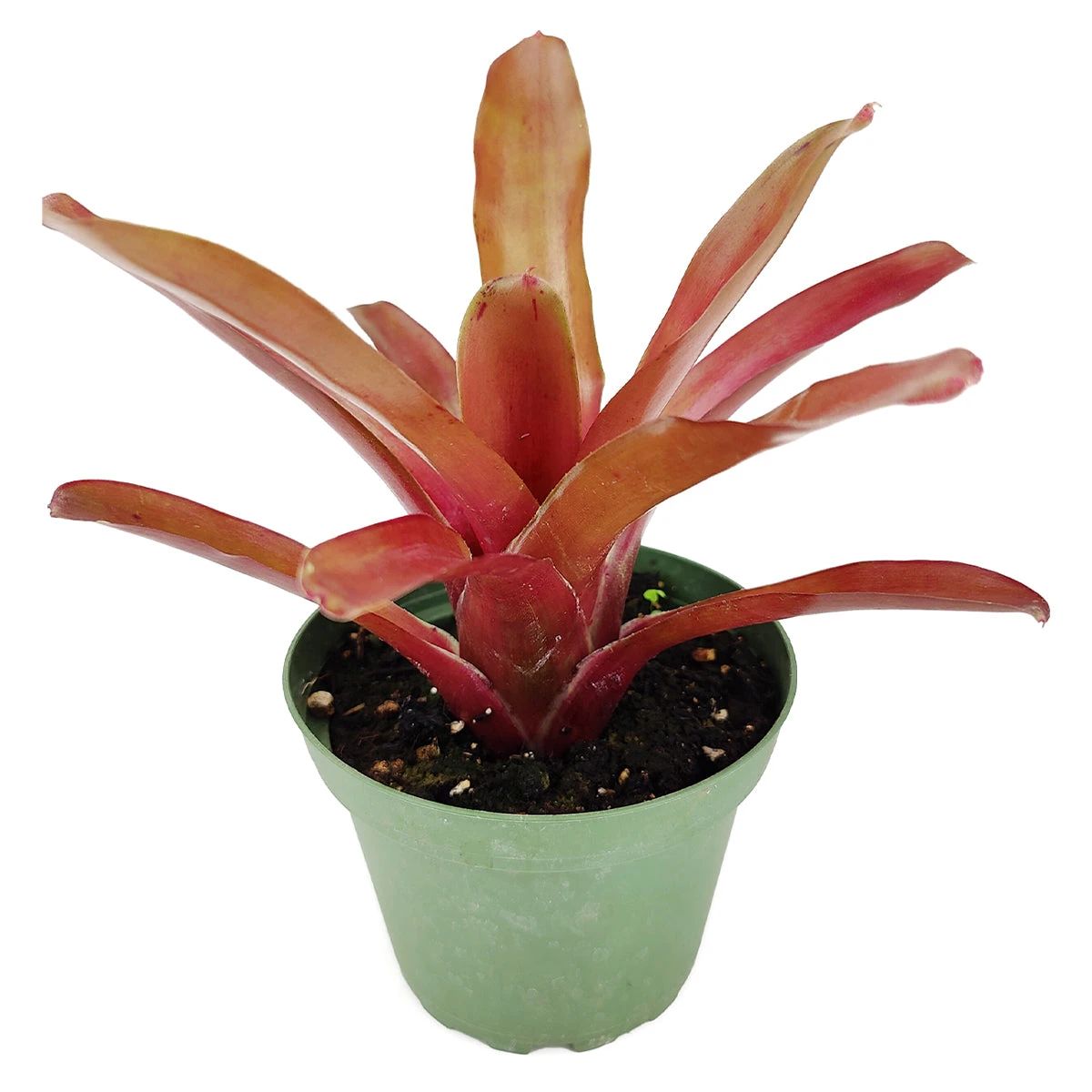 Neoregelia Fireball