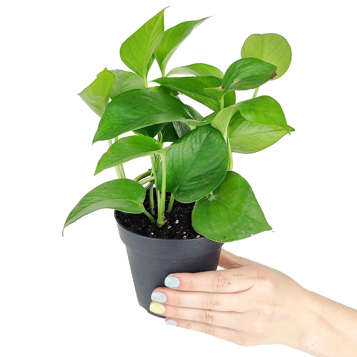 Pothos Jade - Image 5
