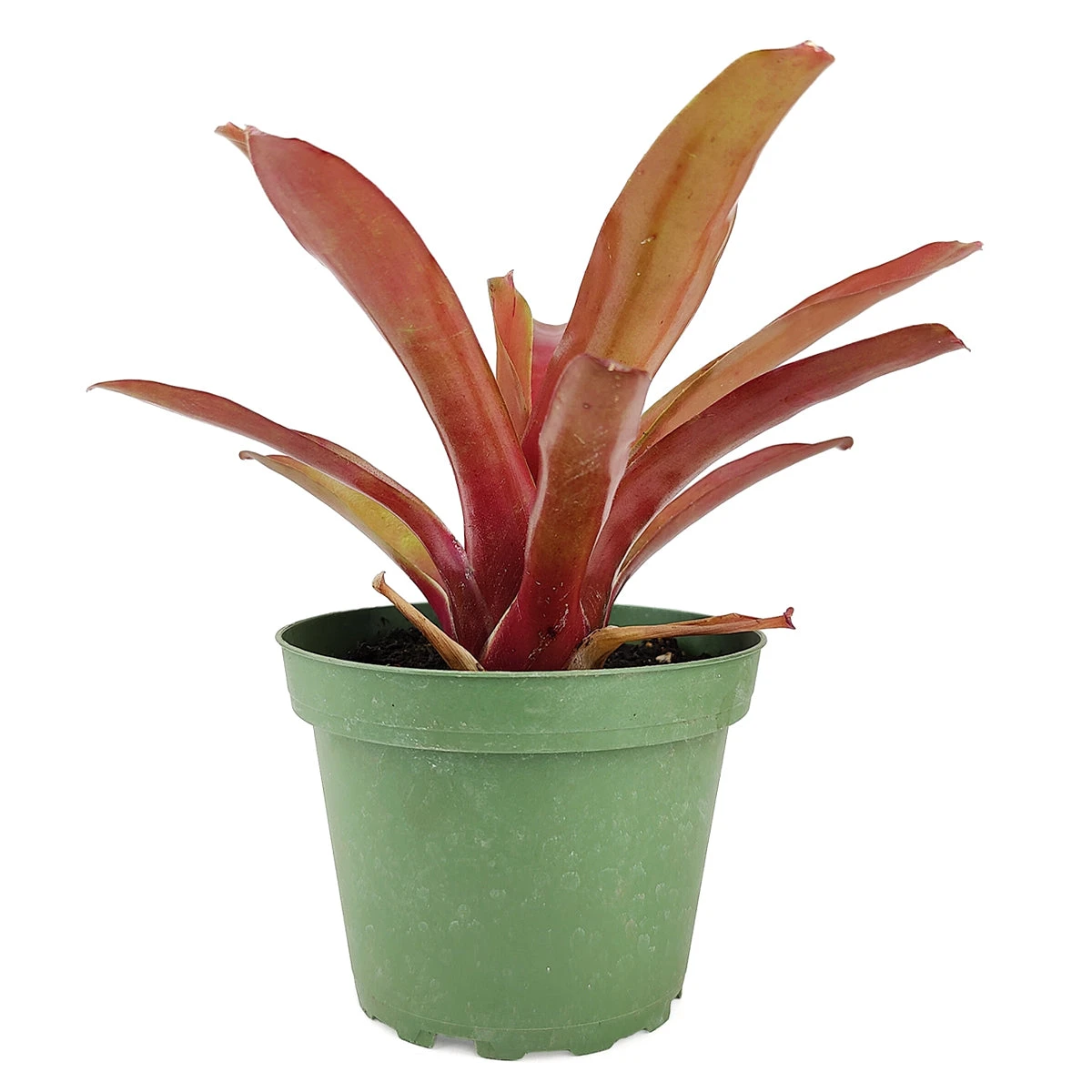 Neoregelia Fireball - Image 2