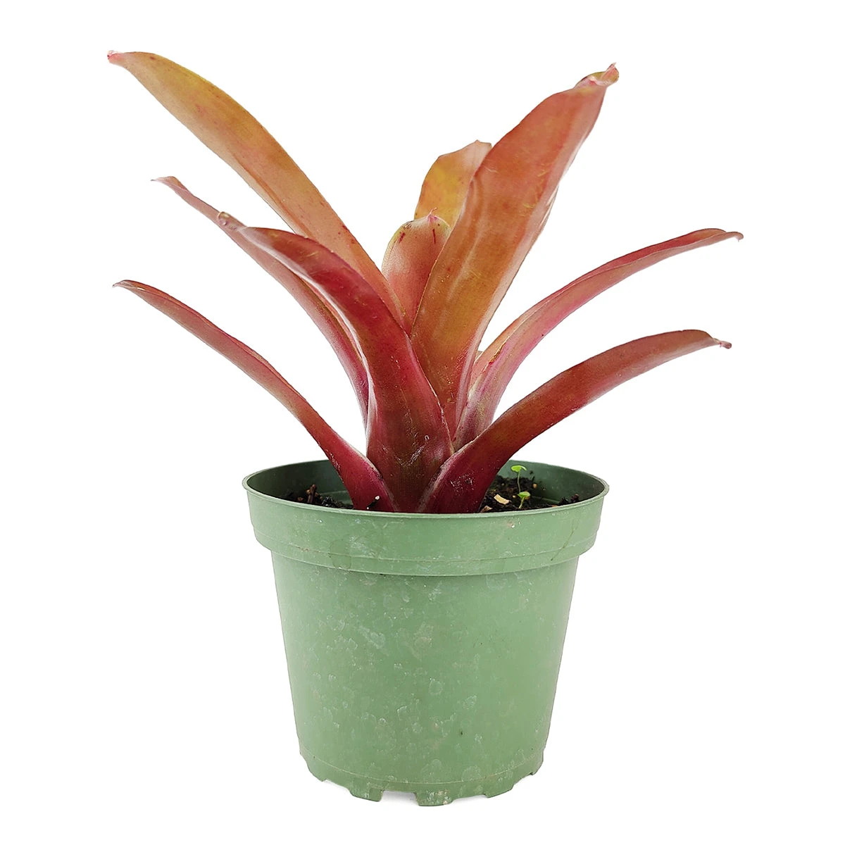 Neoregelia Fireball - Image 4