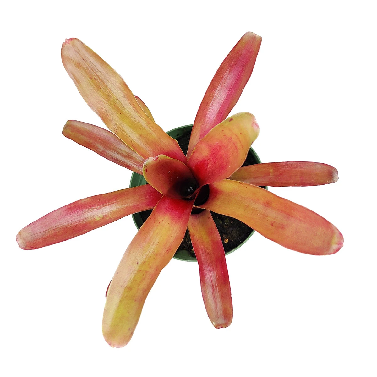 Neoregelia Fireball - Image 3