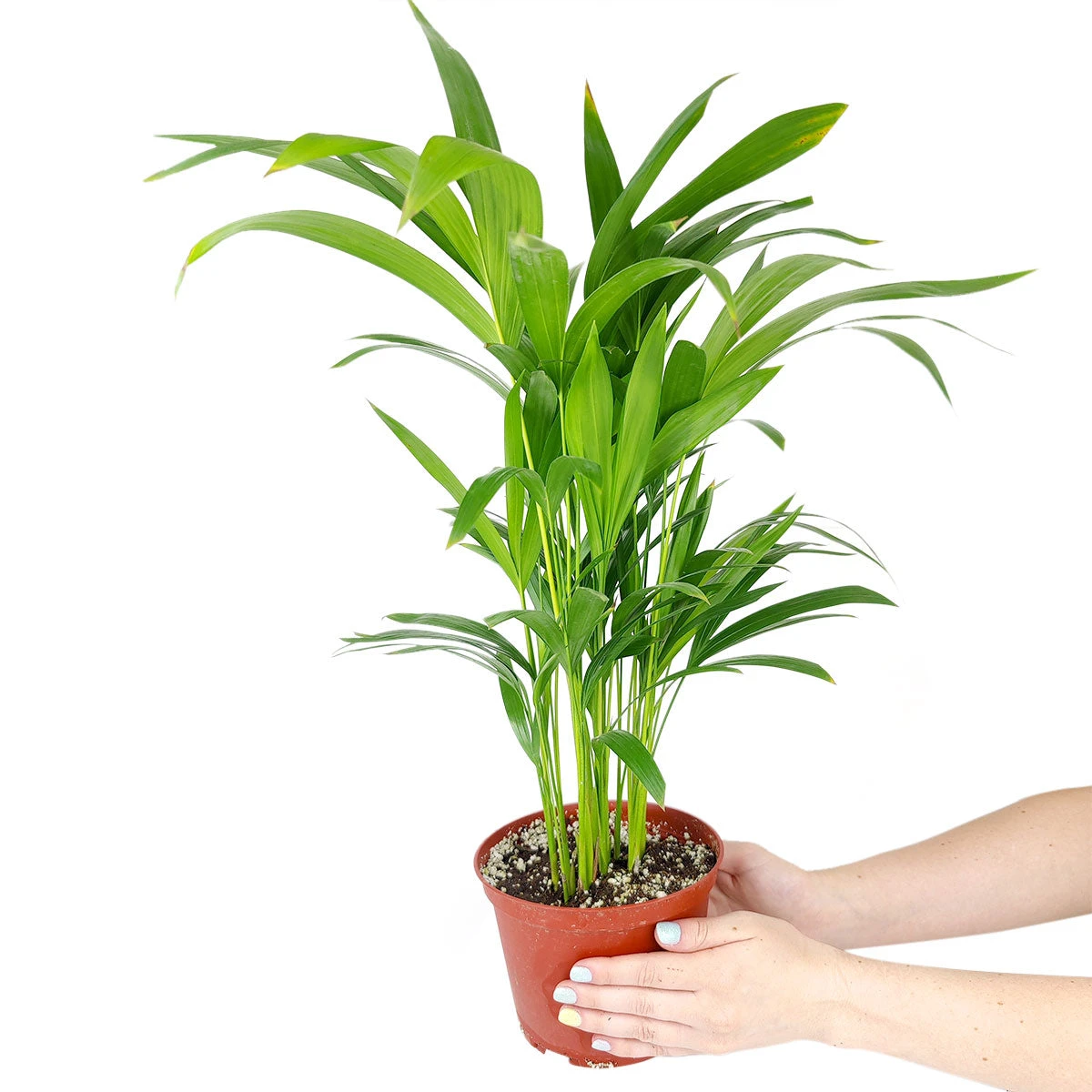 Areca Palm - Image 3