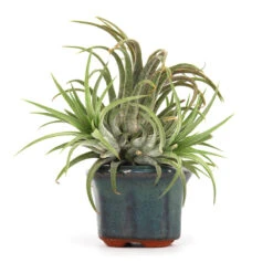 Retro Green Octagon Glazed Clay Mini Air Plant Holder