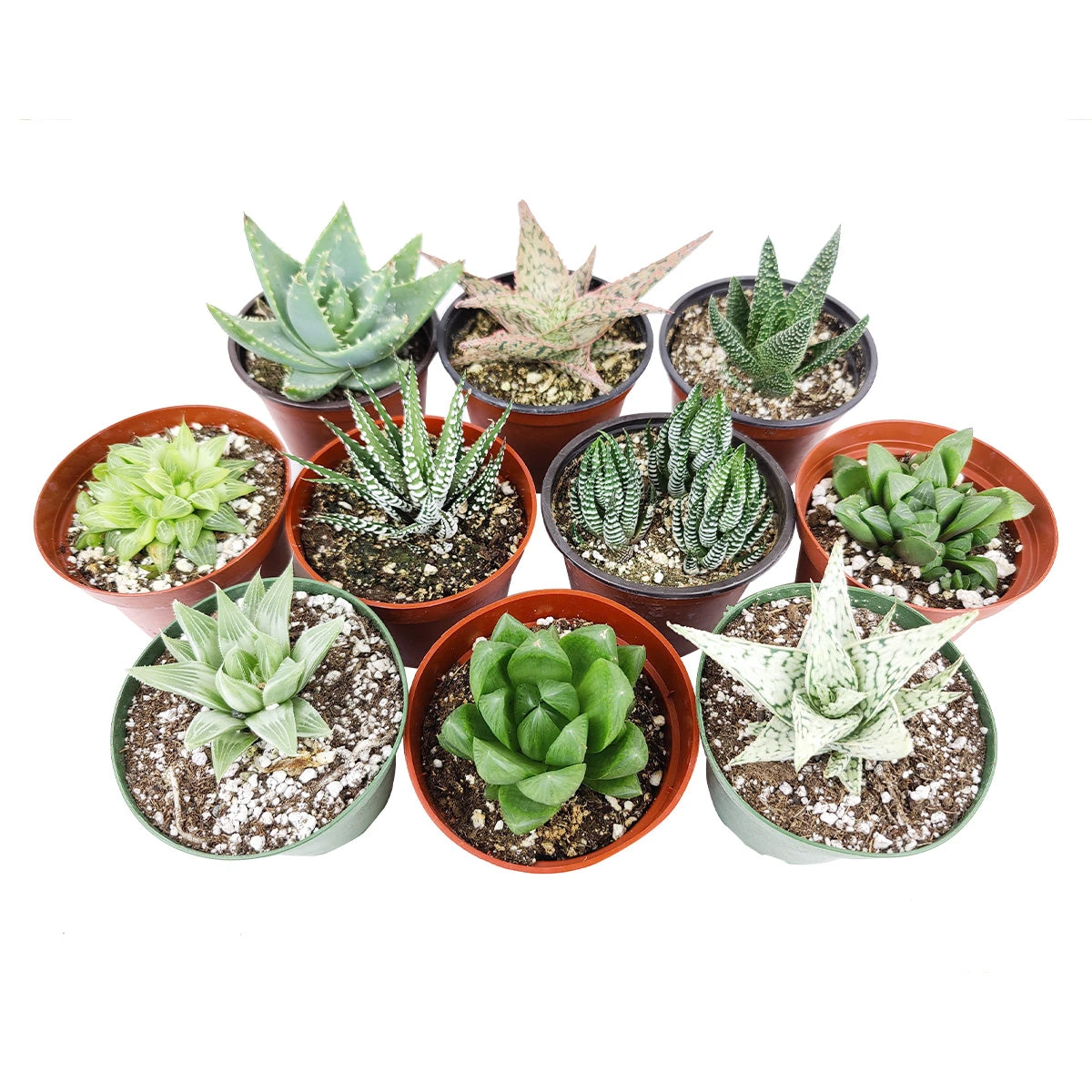 Haworthia/ Aloe/ Agave/ Gasteria Succulent 4" Pack - Image 3
