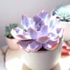Echeveria Afterglow