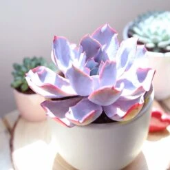 Echeveria Afterglow