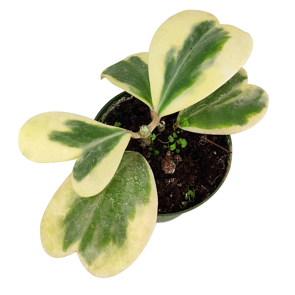 Variegated Trailing Hoya Kerrii Heart