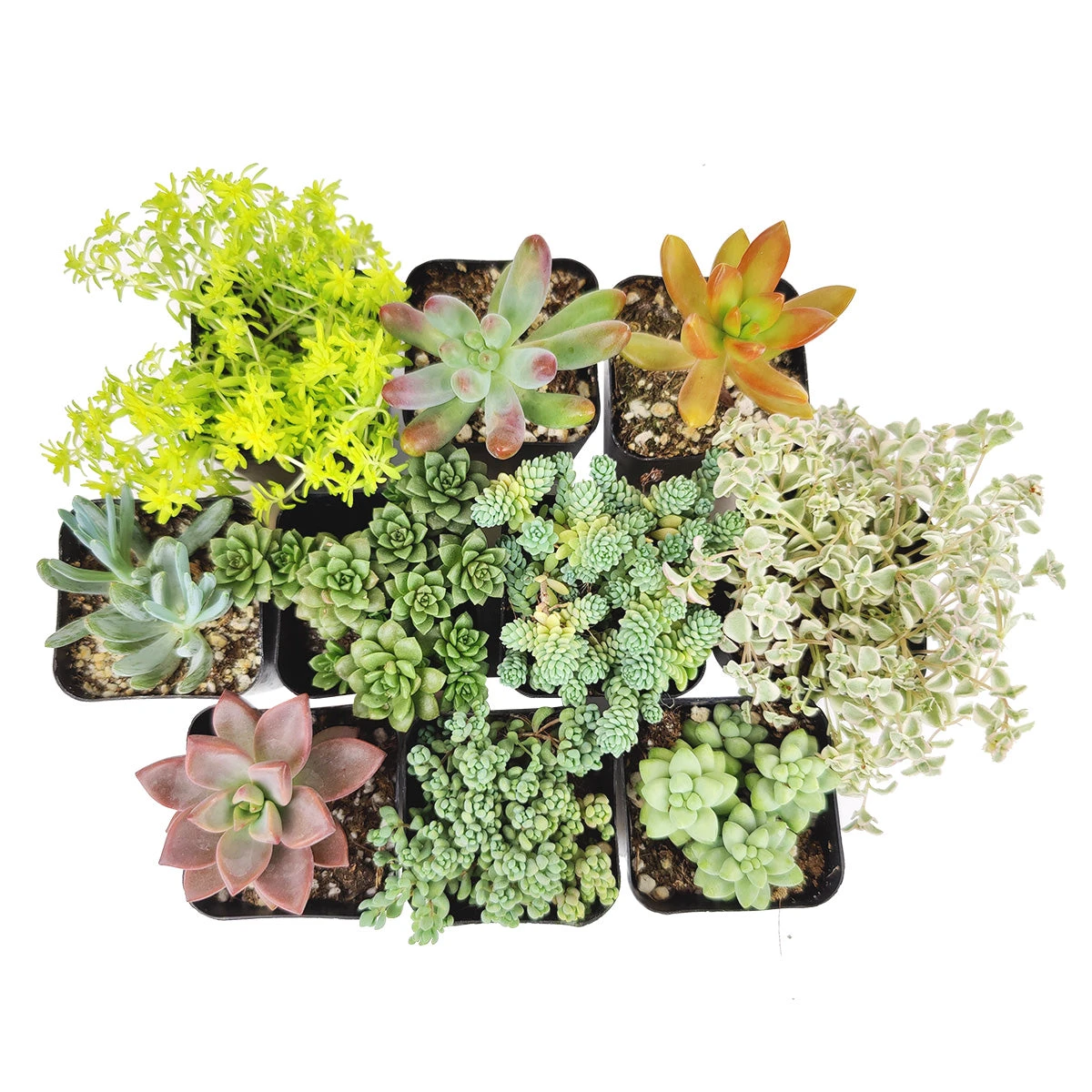 Sedum Succulent Pack - Image 4