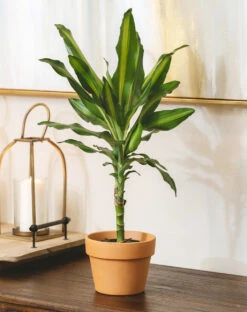 Dracaena Cintho