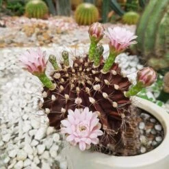Britton And Rose Cactus