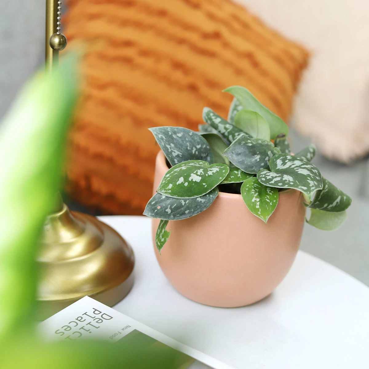 Silver Splash Pothos - Image 8