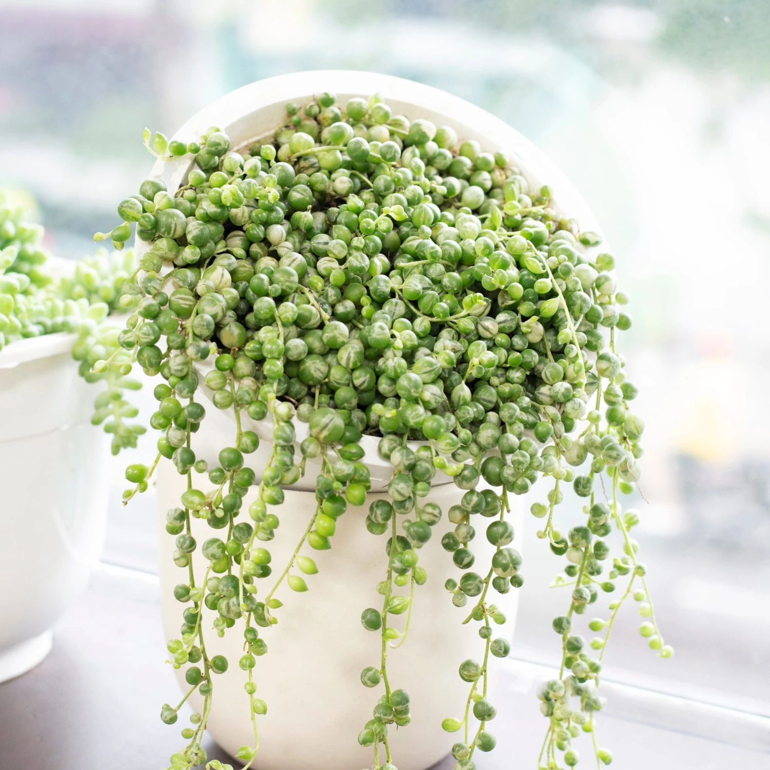 Variegated String Of Pearls