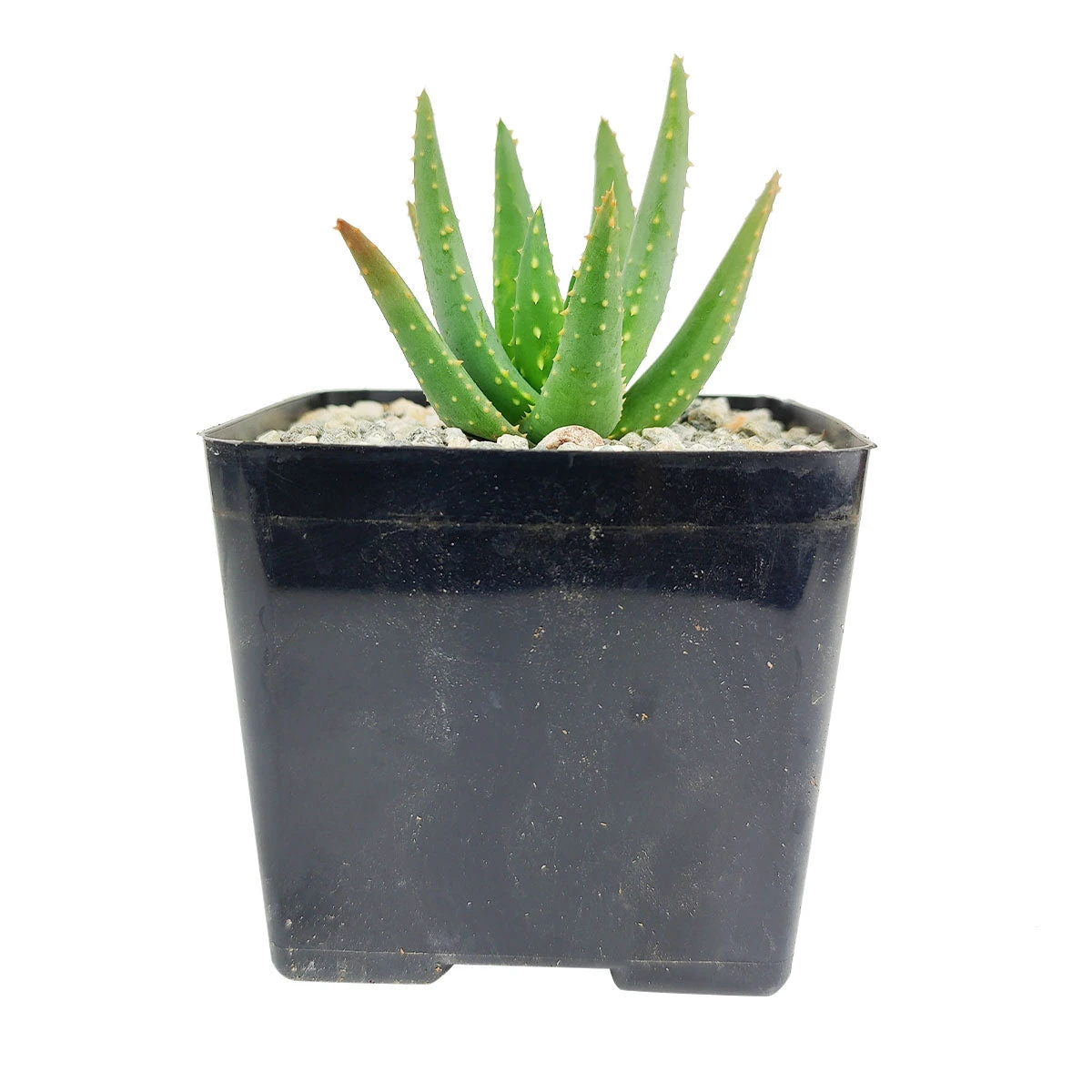 Aloe Dichotoma - Image 2
