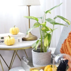 Ctenanthe Lubbersiana