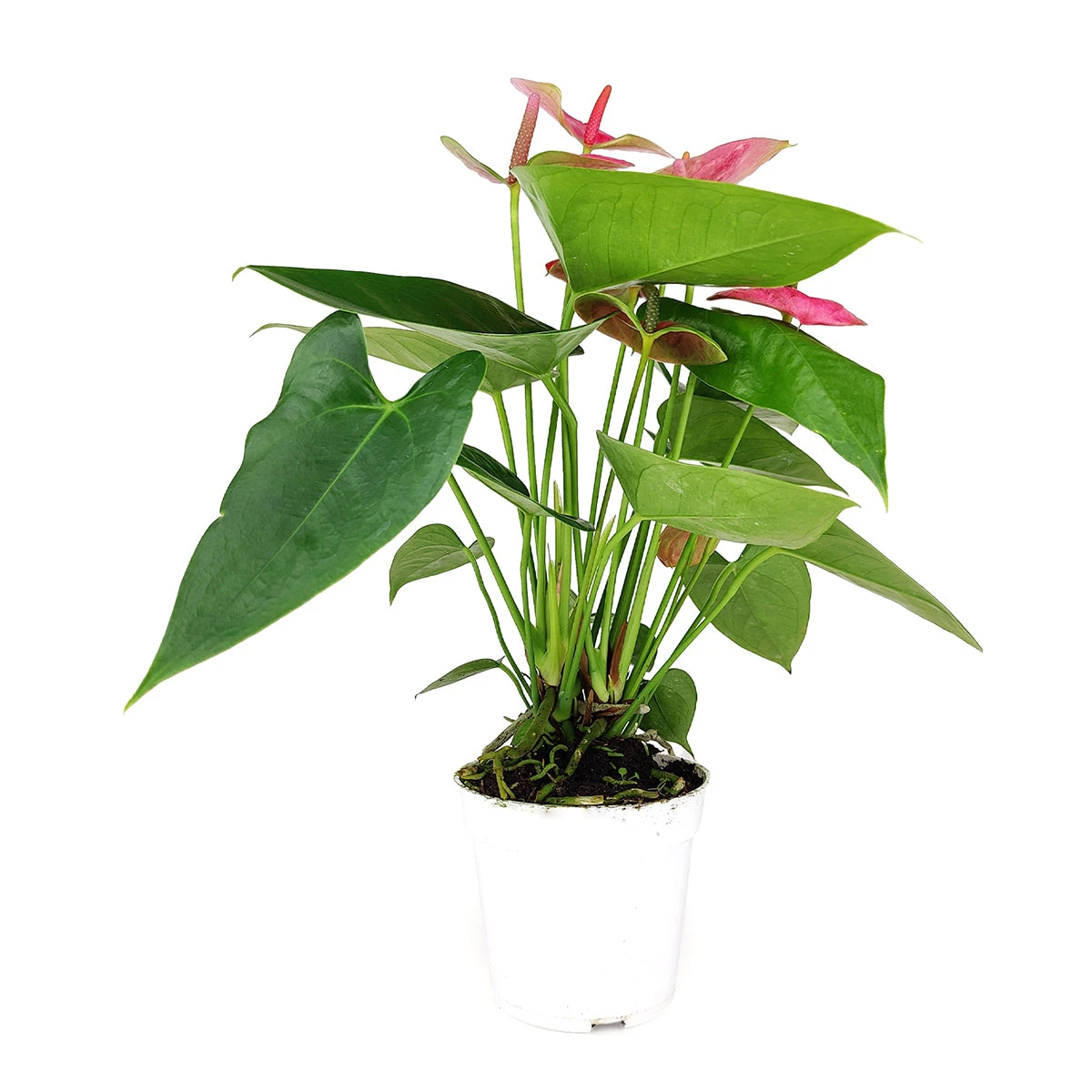 Anthurium Pink - Image 4