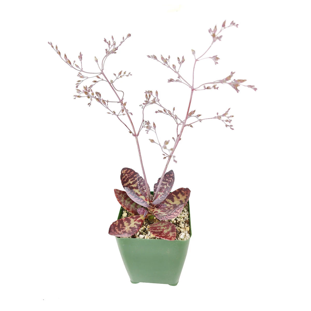 Kalanchoe Humilis "Desert Surprise" - Image 7