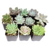Echeveria Succulent 2" Pack