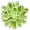Aeonium Luteovariegatum