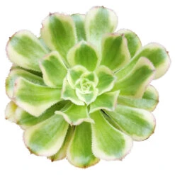 Aeonium Luteovariegatum