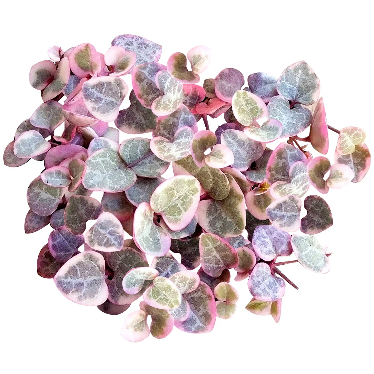 Variegated String Of Hearts - Image 2