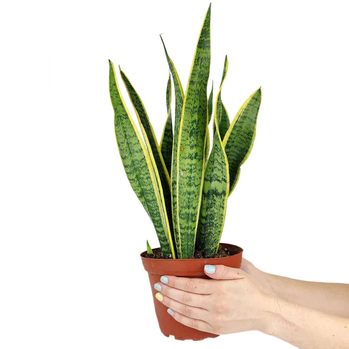 Snake Plant Sansevieria Laurentii - Image 3