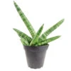 Sansevieria Starfish