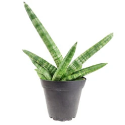 Sansevieria Starfish