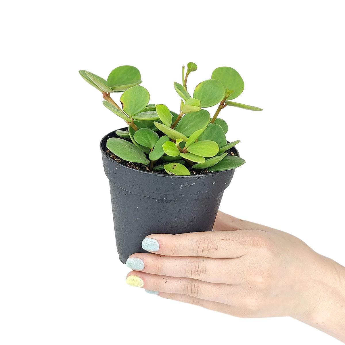 Peperomia Hope - Image 5