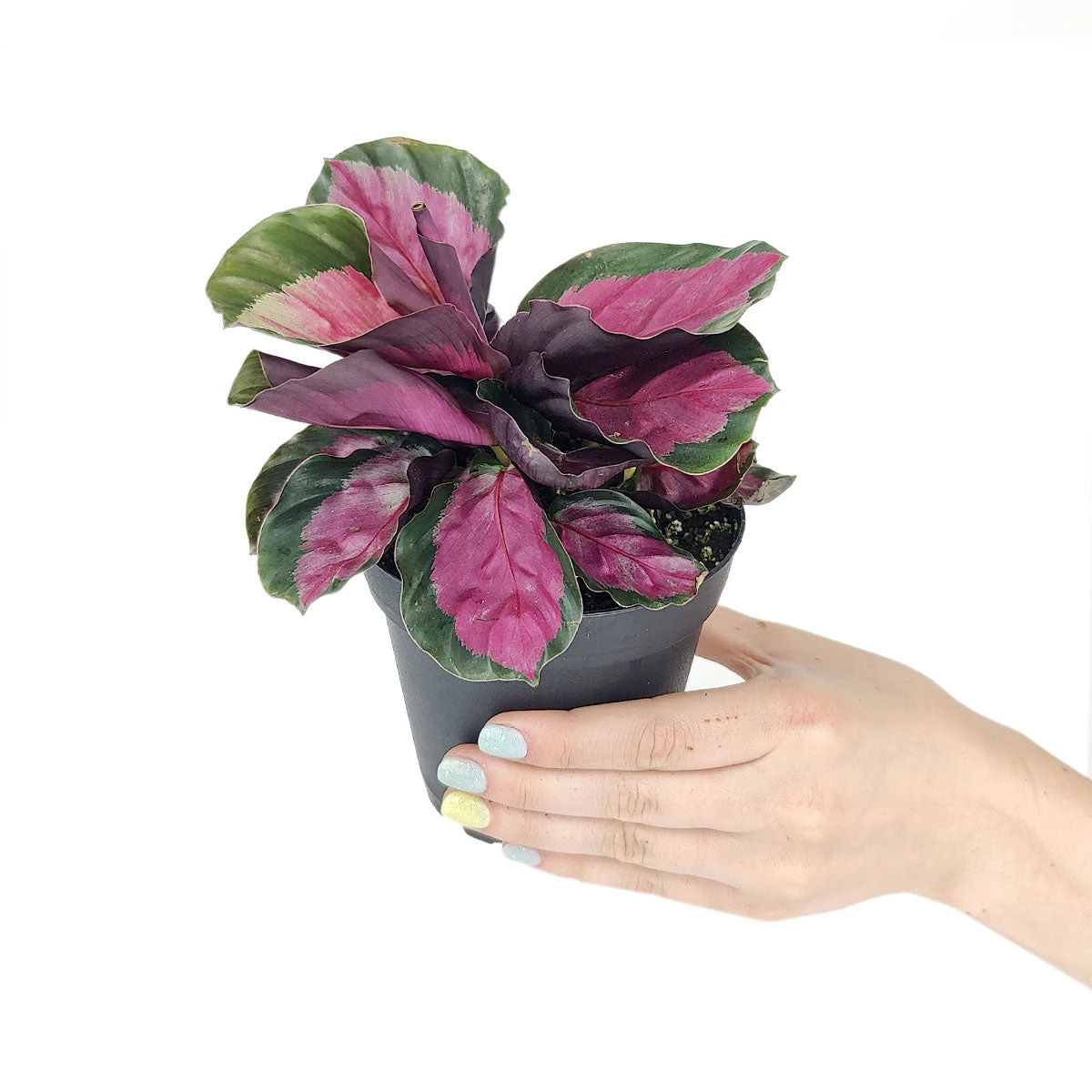 Calathea Rosy - Image 6