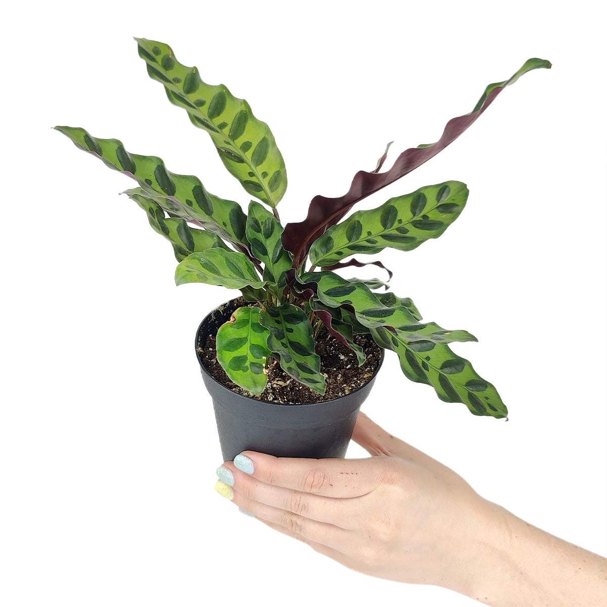Calathea Lancifolia Rattlesnake Plant - Image 3