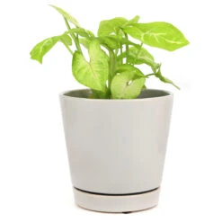 6 Inch Gray Minimalist Pot With Saucer